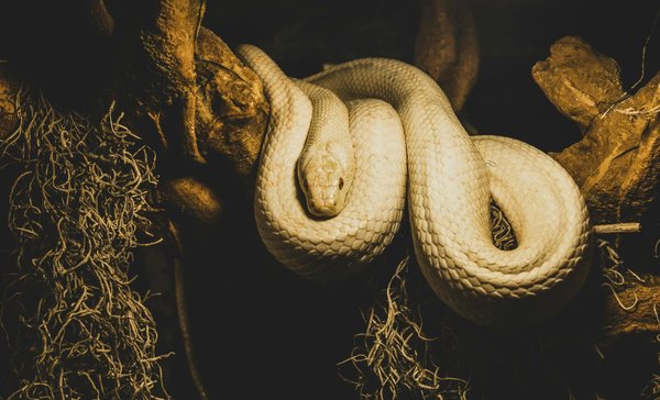 Come scegliere la dieta giusta per un serpente domestico?